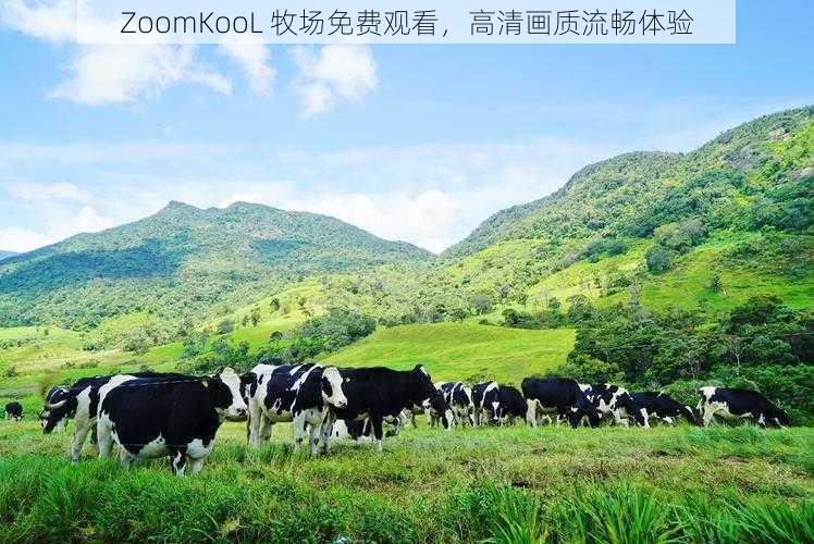 ZoomKooL 牧场免费观看,高清画质流畅体验
