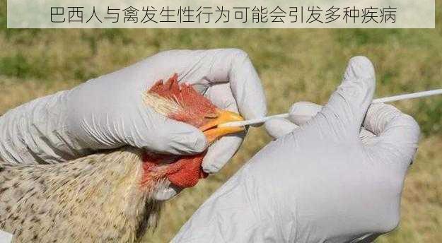 巴西人与禽发生性行为可能会引发多种疾病