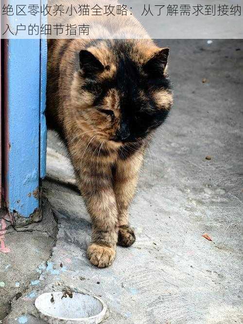绝区零收养小猫全攻略:从了解需求到接纳入户的细节指南