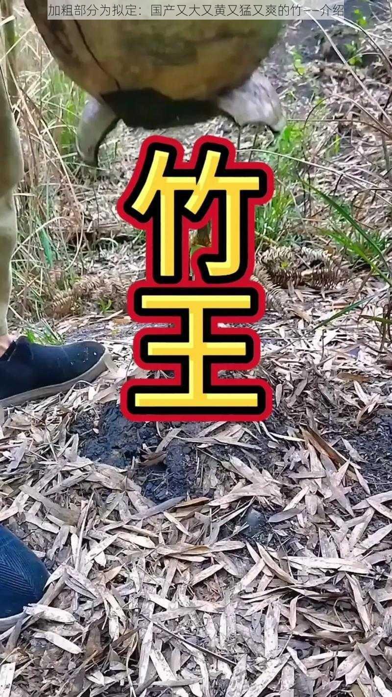 加粗部分为拟定:国产又大又黄又猛又爽的竹——介绍