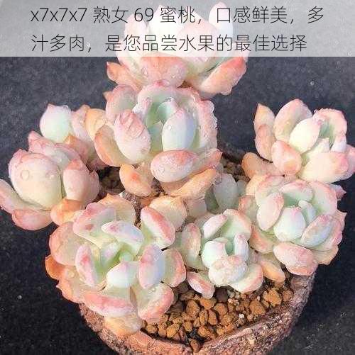 x7x7x7 熟女 69 蜜桃,口感鲜美,多汁多肉,是您品尝水果的最佳选择