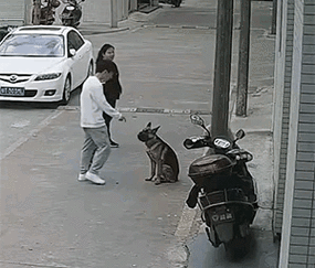 如何跪下给主人当狗并叫爸爸:专业狗哨,让你轻松成为宠物