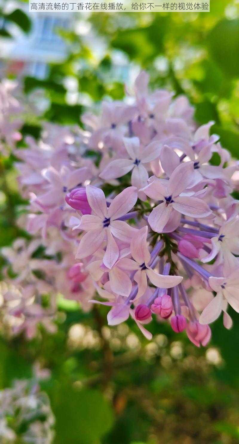 高清流畅的丁香花在线播放,给你不一样的视觉体验
