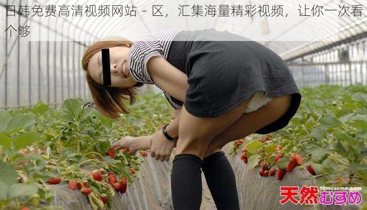 日韩免费高清视频网站-区,汇集海量精彩视频,让你一次看个够