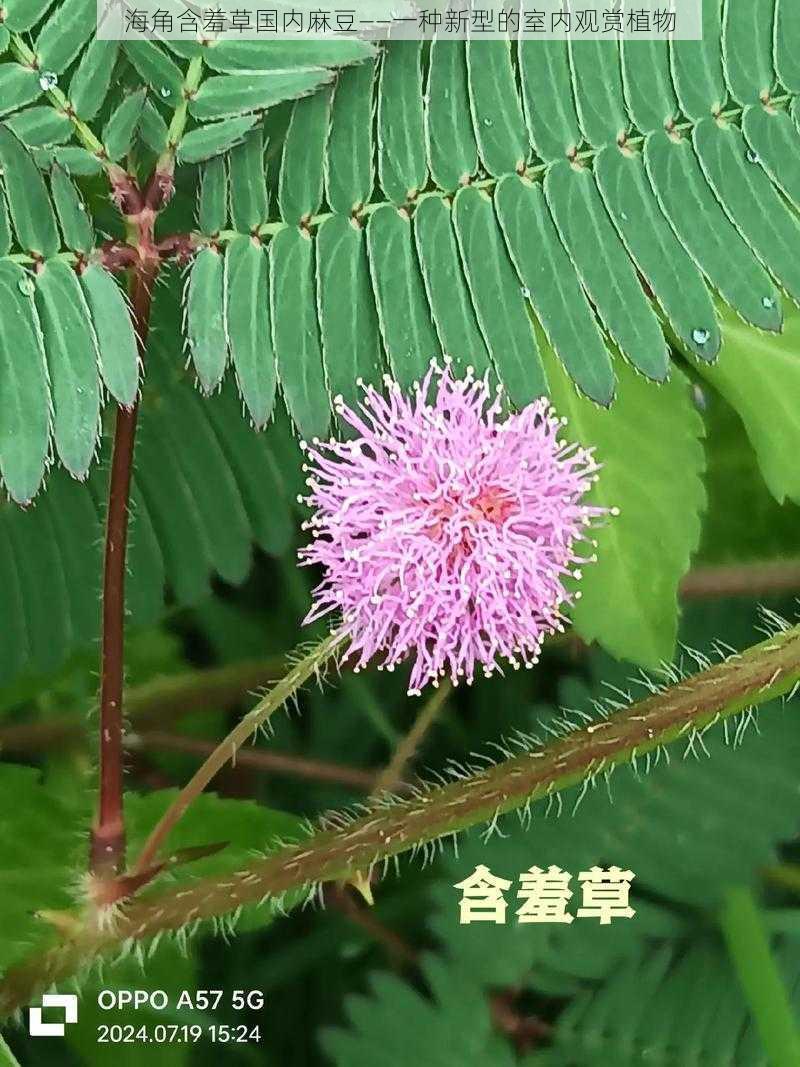 海角含羞草国内麻豆——一种新型的室内观赏植物