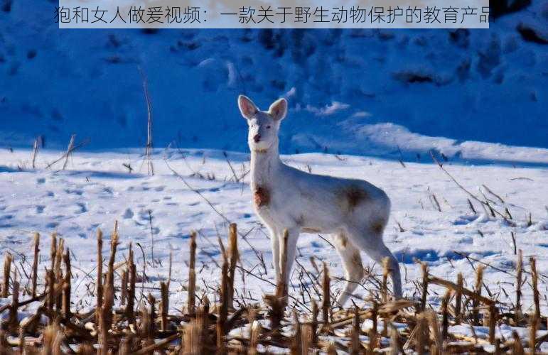狍和女人做爰视频:一款关于野生动物保护的教育产品