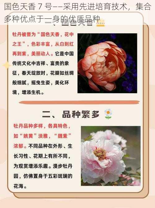 国色天香 7 号——采用先进培育技术,集合多种优点于一身的优质品种