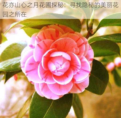 花亦山心之月花圃探秘:寻找隐秘的美丽花园之所在