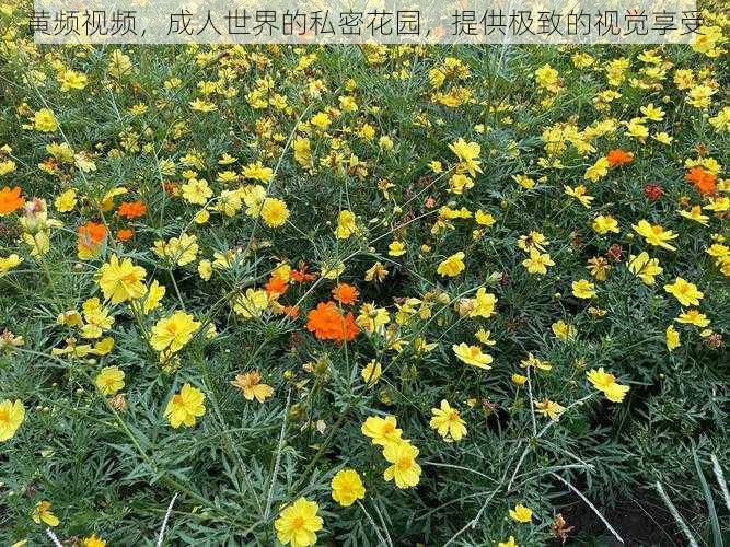黄频视频,成人世界的私密花园,提供极致的视觉享受