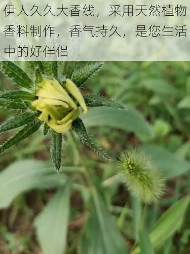 伊人久久大香线,采用天然植物香料制作,香气持久,是您生活中的好伴侣