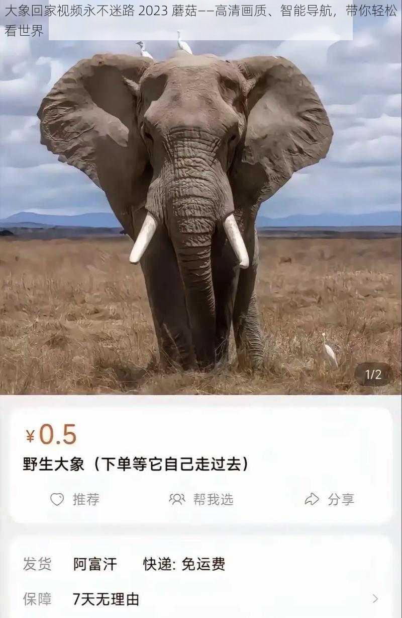 大象回家视频永不迷路 2023 蘑菇——高清画质、智能导航,带你轻松看世界