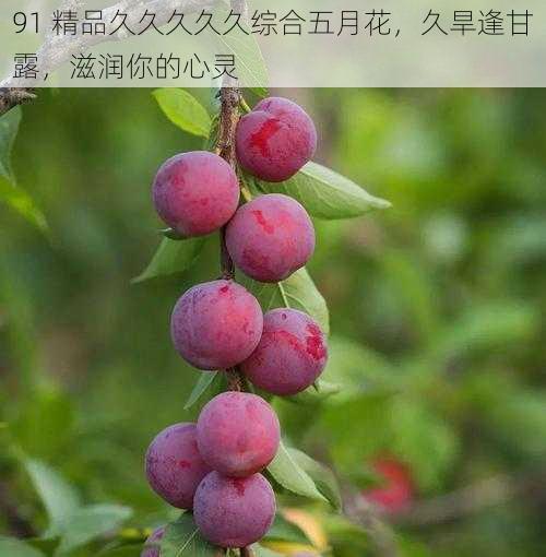 91 精品久久久久久综合五月花,久旱逢甘露,滋润你的心灵