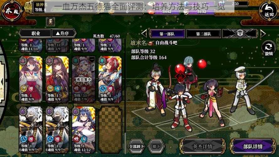 一血万杰五德猫全面评测:培养方法与技巧一览