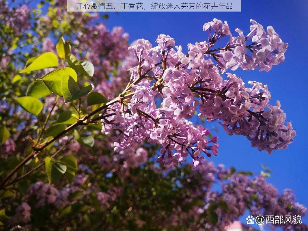 开心激情五月丁香花,绽放迷人芬芳的花卉佳品