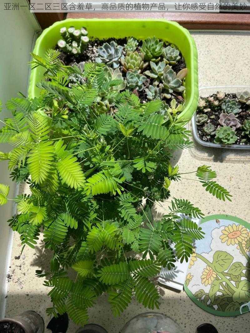 亚洲一区二区三区含羞草,高品质的植物产品,让你感受自然的美妙