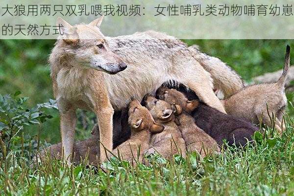 大狼用两只双乳喂我视频:女性哺乳类动物哺育幼崽的天然方式