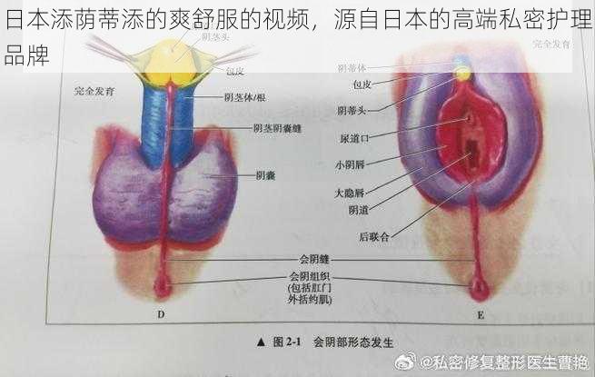日本添荫蒂添的爽舒服的视频,源自日本的高端私密护理品牌