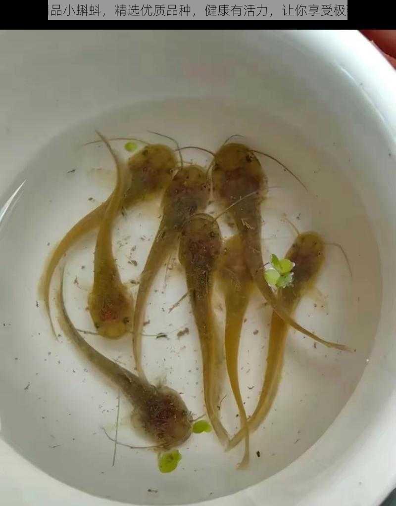 成人精品小蝌蚪,精选优质品种,健康有活力,让你享受极致体验