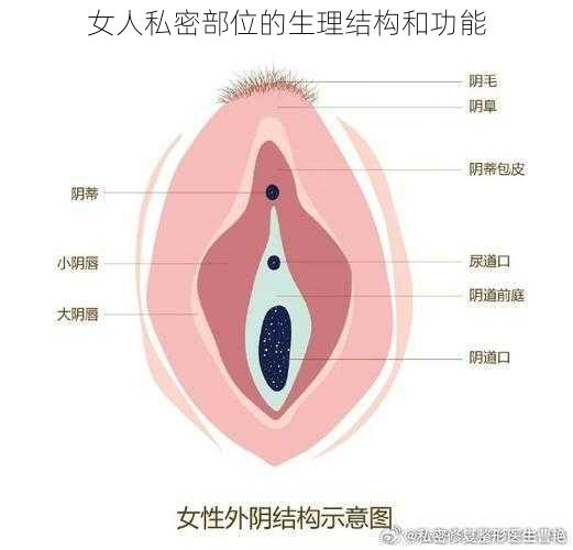 女人私密部位的生理结构和功能