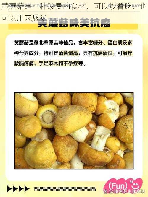 黄蘑菇是一种珍贵的食材,可以炒着吃,也可以用来煲汤
