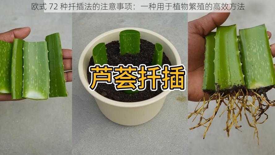 欧式 72 种扦插法的注意事项:一种用于植物繁殖的高效方法