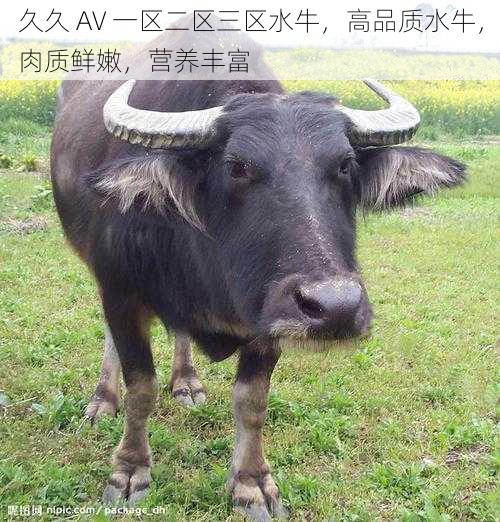 久久 AV 一区二区三区水牛,高品质水牛,肉质鲜嫩,营养丰富