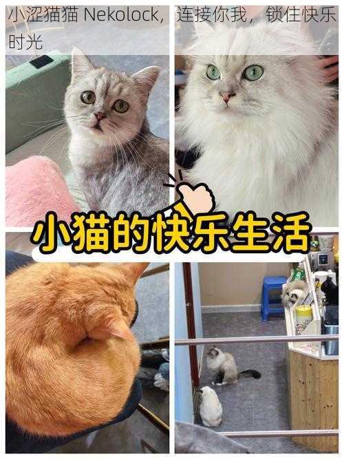 小涩猫猫 Nekolock,连接你我,锁住快乐时光