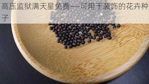 高压监狱满天星免费——可用于装饰的花卉种子