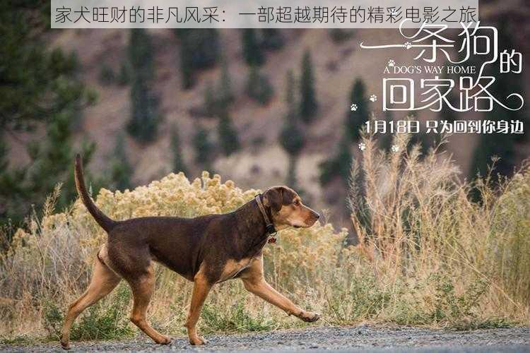 家犬旺财的非凡风采:一部超越期待的精彩电影之旅