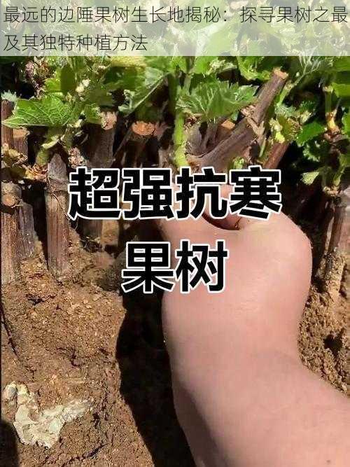 最远的边陲果树生长地揭秘:探寻果树之最及其独特种植方法