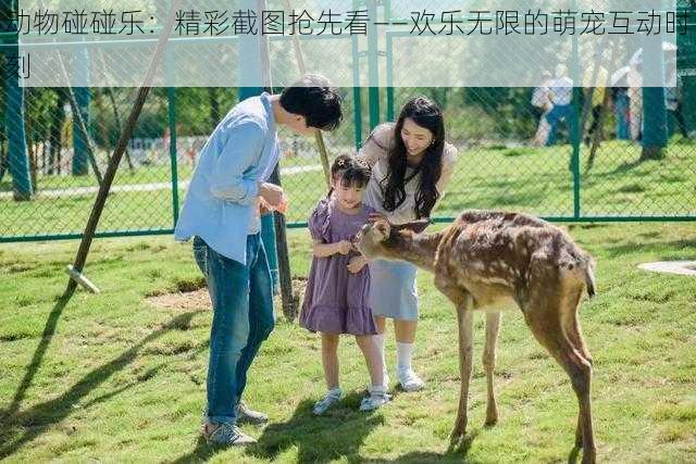 动物碰碰乐:精彩截图抢先看——欢乐无限的萌宠互动时刻