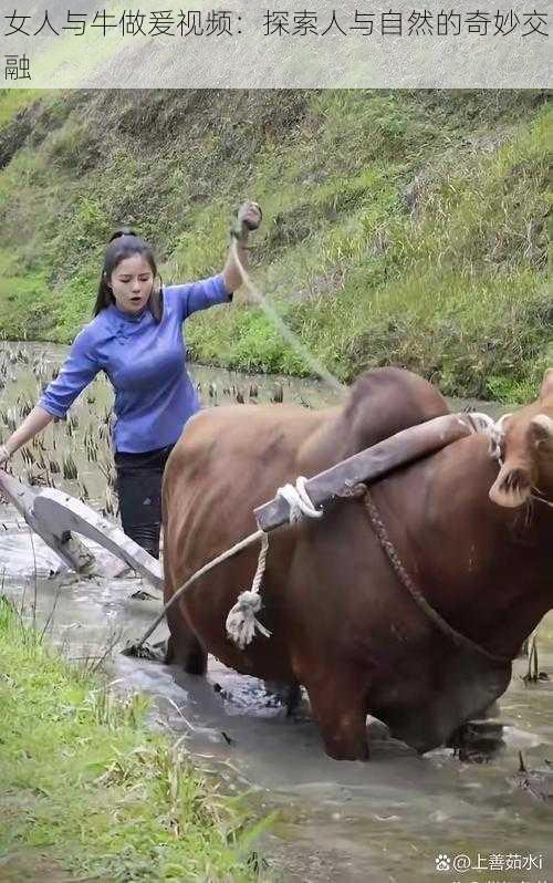 女人与牛做爰视频:探索人与自然的奇妙交融