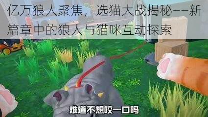 亿万狼人聚焦,选猫大战揭秘——新篇章中的狼人与猫咪互动探索
