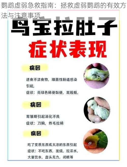鹦鹉虚弱急救指南:拯救虚弱鹦鹉的有效方法与注意事项