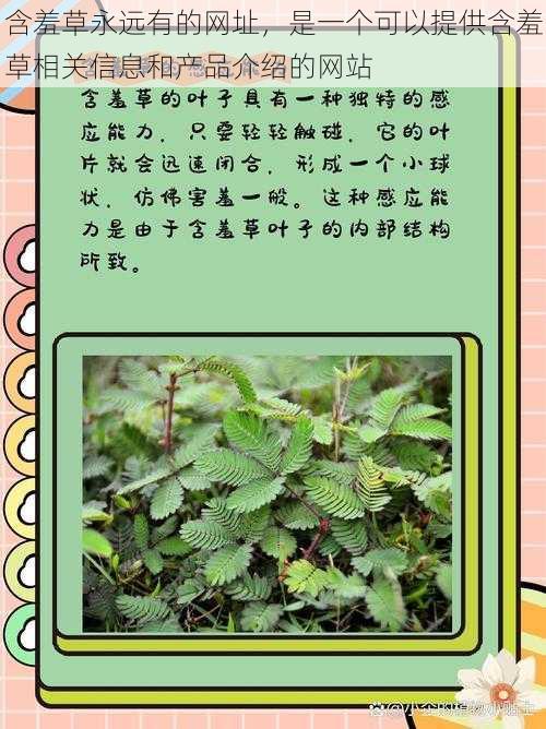 含羞草永远有的网址,是一个可以提供含羞草相关信息和产品介绍的网站