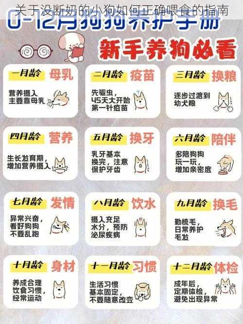 关于没断奶的小狗如何正确喂食的指南