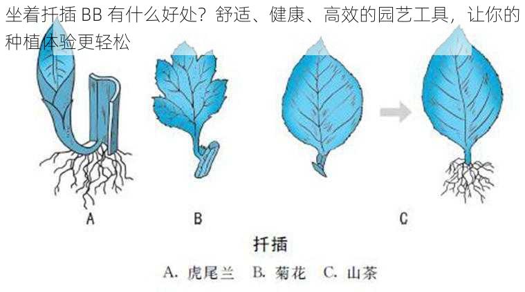 坐着扦插 BB 有什么好处?舒适、健康、高效的园艺工具,让你的种植体验更轻松