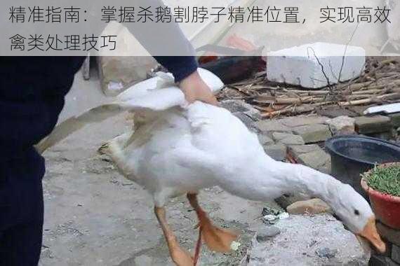 精准指南:掌握杀鹅割脖子精准位置,实现高效禽类处理技巧
