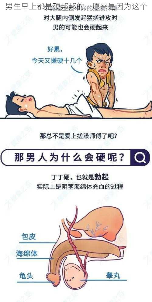 男生早上都是硬邦邦的,原来是因为这个