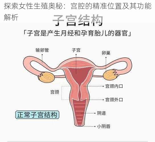 探索女性生殖奥秘:宫腔的精准位置及其功能解析