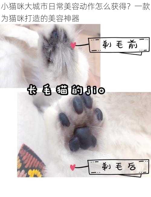 小猫咪大城市日常美容动作怎么获得?一款为猫咪打造的美容神器