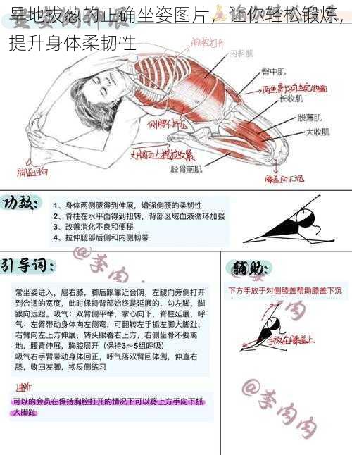 旱地拔葱的正确坐姿图片,让你轻松锻炼,提升身体柔韧性