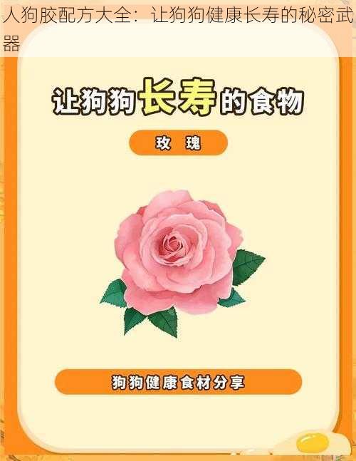 人狗胶配方大全:让狗狗健康长寿的秘密武器