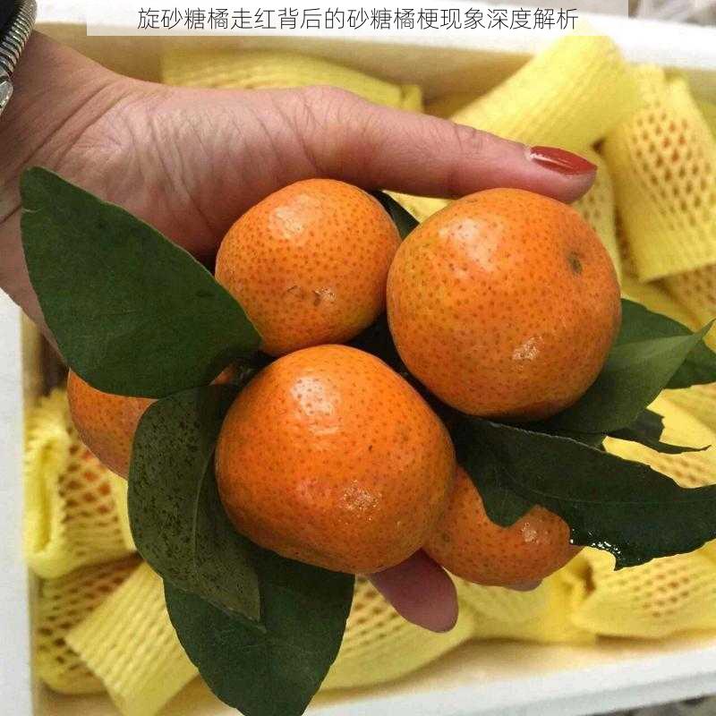 旋砂糖橘走红背后的砂糖橘梗现象深度解析