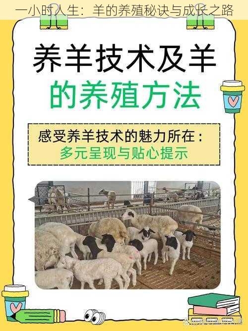一小时人生:羊的养殖秘诀与成长之路