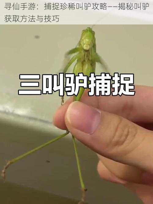 寻仙手游:捕捉珍稀叫驴攻略——揭秘叫驴获取方法与技巧