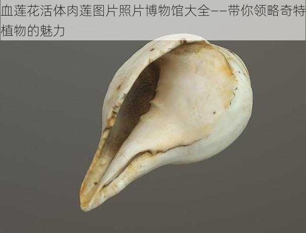 血莲花活体肉莲图片照片博物馆大全——带你领略奇特植物的魅力