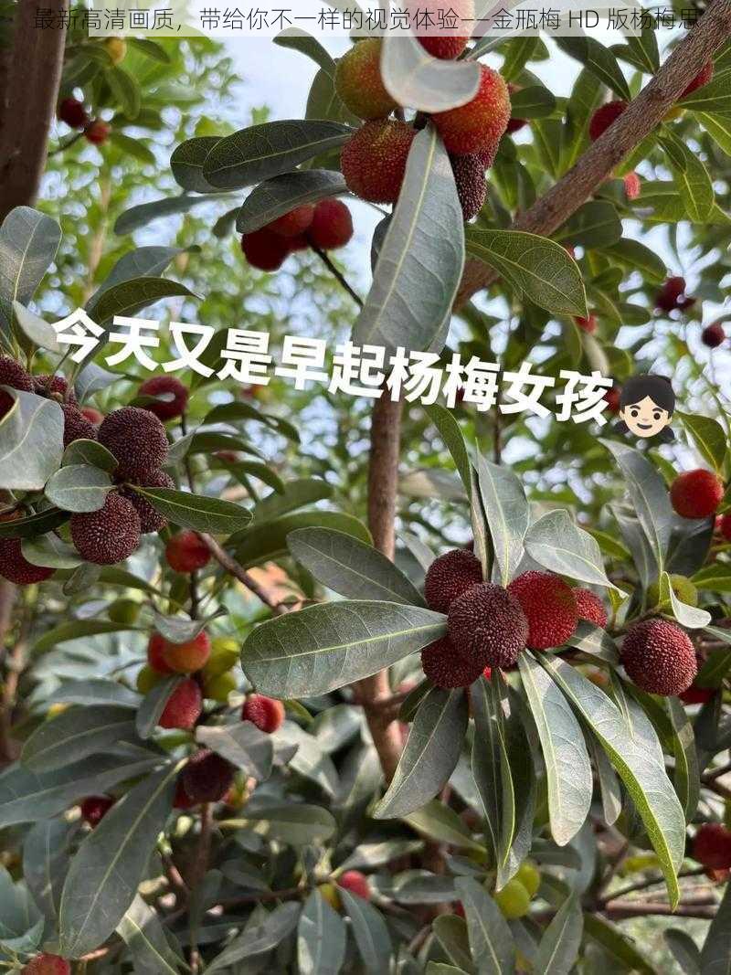 最新高清画质,带给你不一样的视觉体验——金㼛梅 HD 版杨梅思