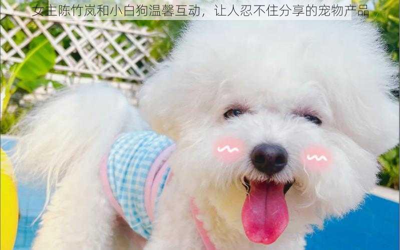 女主陈竹岚和小白狗温馨互动,让人忍不住分享的宠物产品