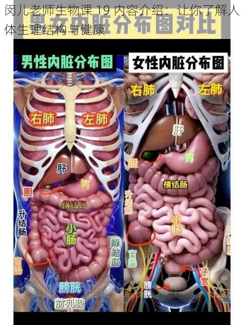 闵儿老师生物课 19 内容介绍:让你了解人体生理结构与健康